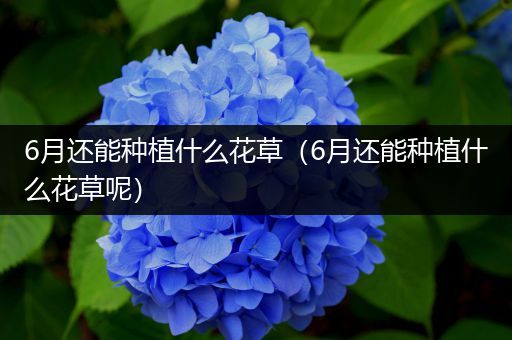 6月还能种植什么花草（6月还能种植什么花草呢）