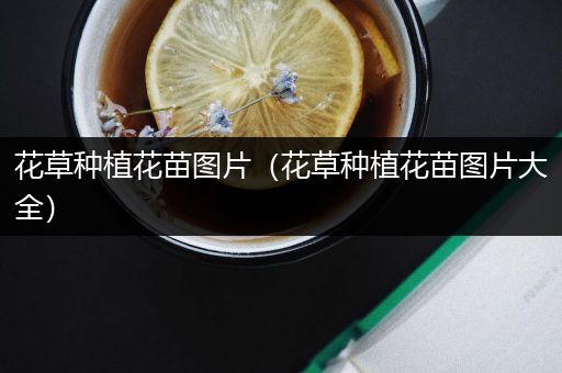 花草种植花苗图片（花草种植花苗图片大全）