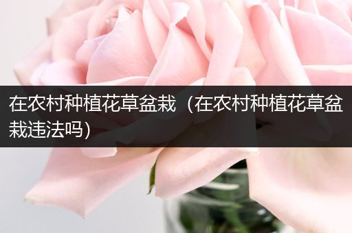 在农村种植花草盆栽（在农村种植花草盆栽违法吗）