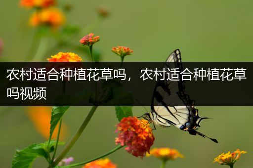 农村适合种植花草吗，农村适合种植花草吗视频