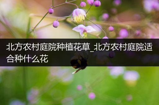 北方农村庭院种植花草_北方农村庭院适合种什么花