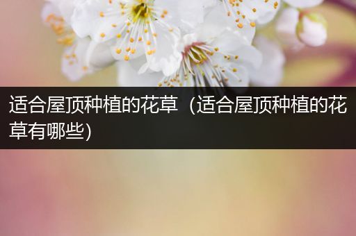 适合屋顶种植的花草（适合屋顶种植的花草有哪些）