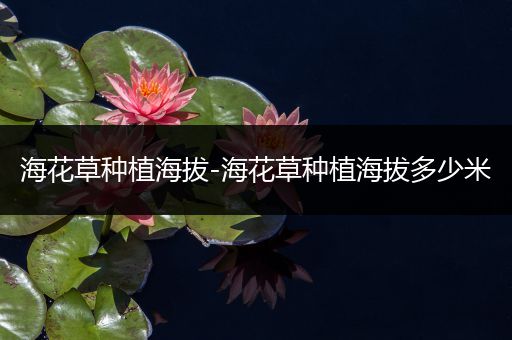 海花草种植海拔-海花草种植海拔多少米