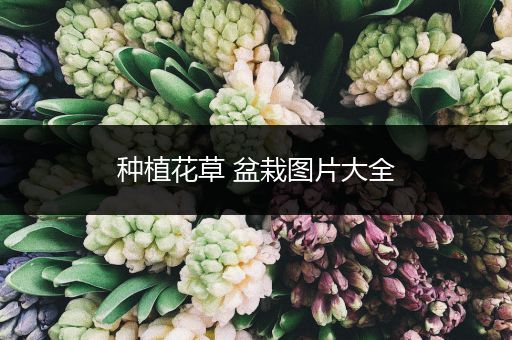 种植花草 盆栽图片大全