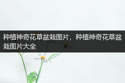 种植神奇花草盆栽图片，种植神奇花草盆栽图片大全