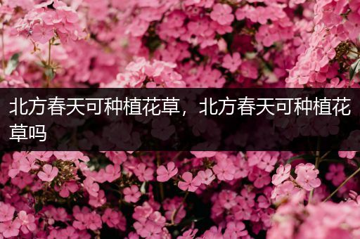 北方春天可种植花草，北方春天可种植花草吗