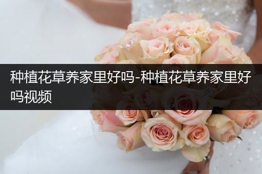 种植花草养家里好吗-种植花草养家里好吗视频