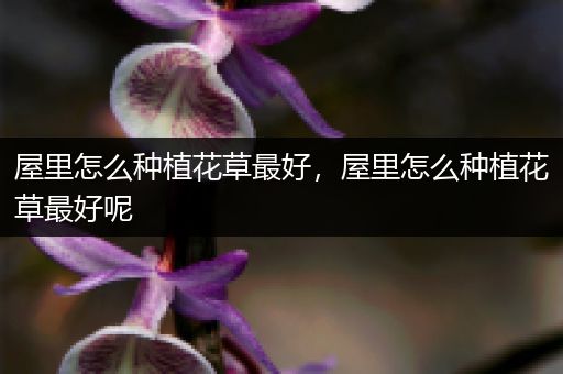 屋里怎么种植花草最好，屋里怎么种植花草最好呢