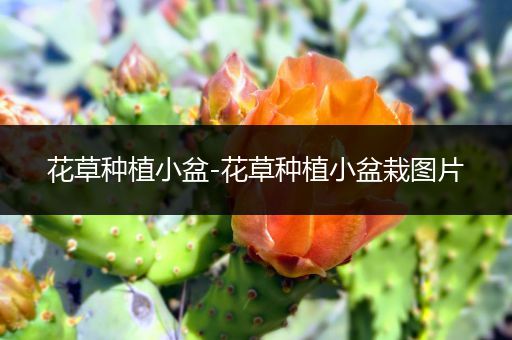 花草种植小盆-花草种植小盆栽图片