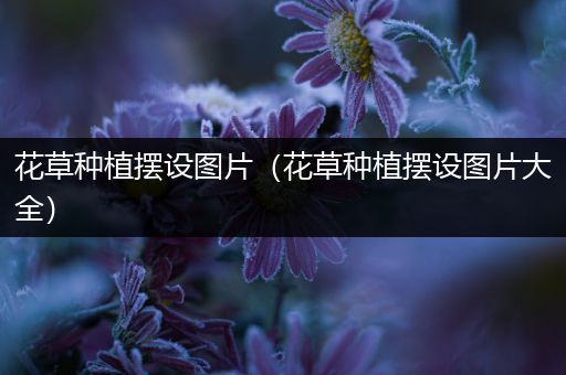 花草种植摆设图片（花草种植摆设图片大全）