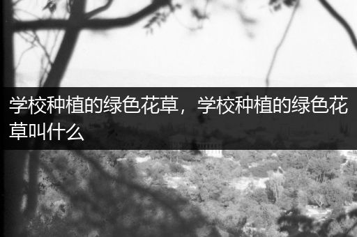学校种植的绿色花草，学校种植的绿色花草叫什么