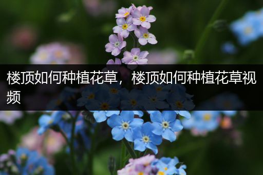 楼顶如何种植花草，楼顶如何种植花草视频