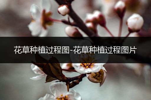 花草种植过程图-花草种植过程图片