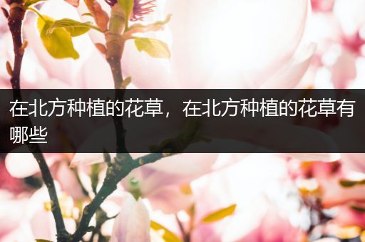 在北方种植的花草，在北方种植的花草有哪些