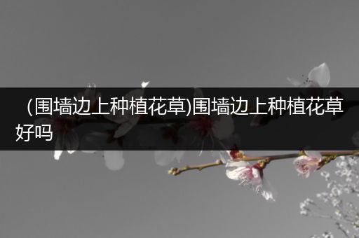 （围墙边上种植花草)围墙边上种植花草好吗