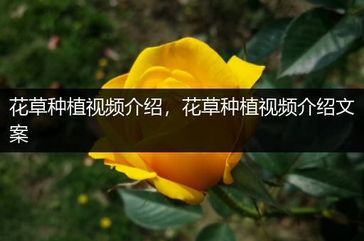 花草种植视频介绍，花草种植视频介绍文案
