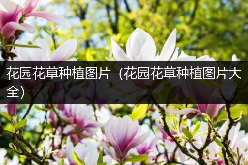 花园花草种植图片（花园花草种植图片大全）