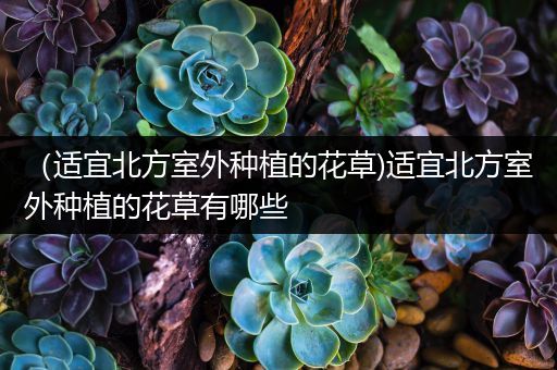 （适宜北方室外种植的花草)适宜北方室外种植的花草有哪些