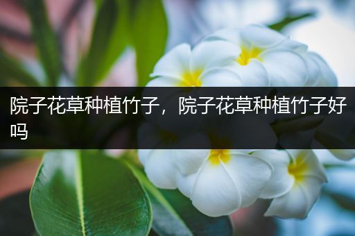 院子花草种植竹子，院子花草种植竹子好吗