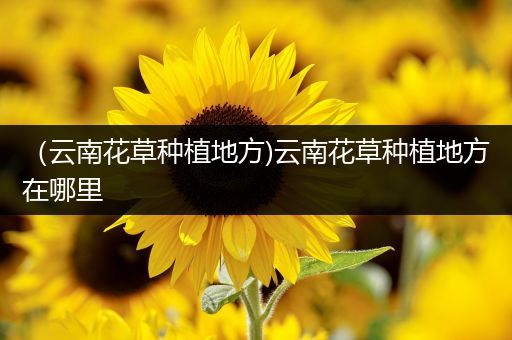 （云南花草种植地方)云南花草种植地方在哪里