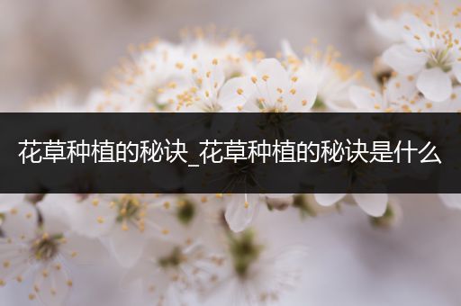 花草种植的秘诀_花草种植的秘诀是什么