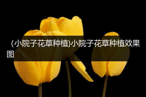（小院子花草种植)小院子花草种植效果图