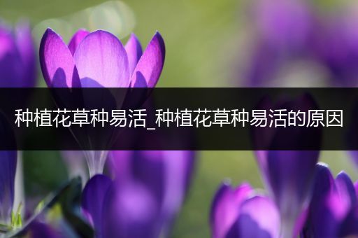 种植花草种易活_种植花草种易活的原因
