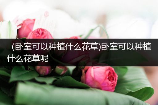 （卧室可以种植什么花草)卧室可以种植什么花草呢