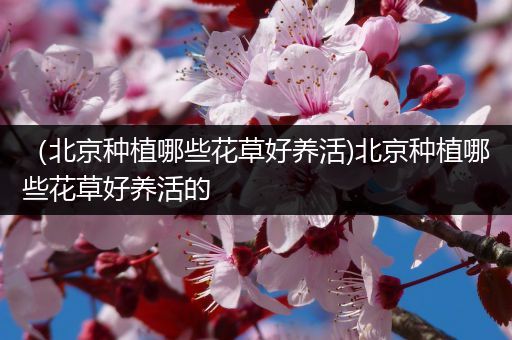 （北京种植哪些花草好养活)北京种植哪些花草好养活的
