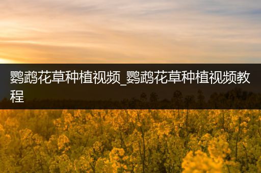 鹦鹉花草种植视频_鹦鹉花草种植视频教程