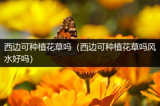 西边可种植花草吗（西边可种植花草吗风水好吗）