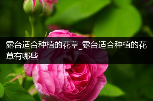露台适合种植的花草_露台适合种植的花草有哪些