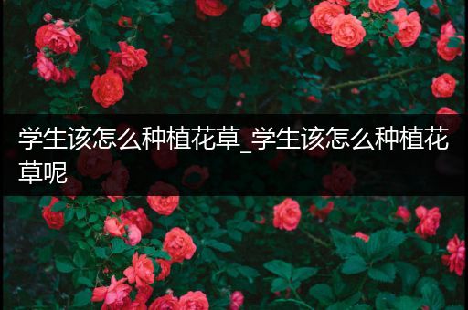 学生该怎么种植花草_学生该怎么种植花草呢