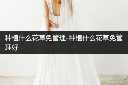 种植什么花草免管理-种植什么花草免管理好