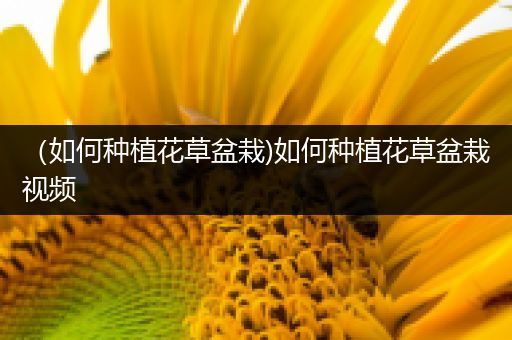 （如何种植花草盆栽)如何种植花草盆栽视频
