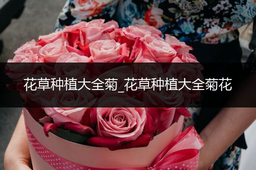花草种植大全菊_花草种植大全菊花