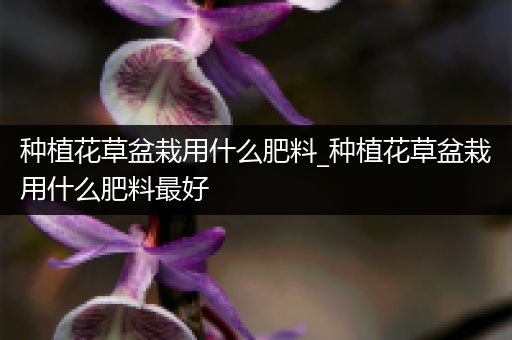 种植花草盆栽用什么肥料_种植花草盆栽用什么肥料最好