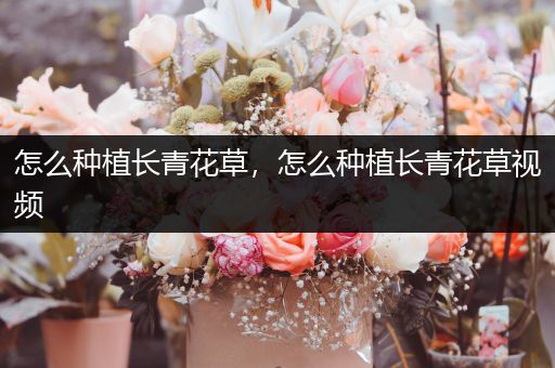 怎么种植长青花草，怎么种植长青花草视频