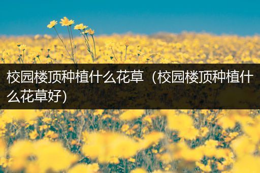 校园楼顶种植什么花草（校园楼顶种植什么花草好）