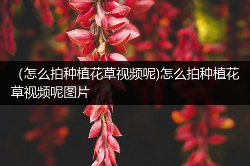 （怎么拍种植花草视频呢)怎么拍种植花草视频呢图片