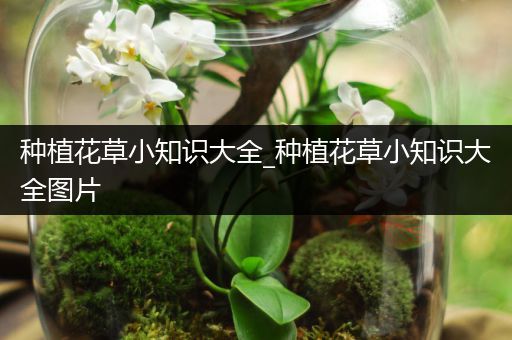 种植花草小知识大全_种植花草小知识大全图片