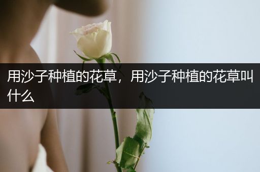 用沙子种植的花草，用沙子种植的花草叫什么