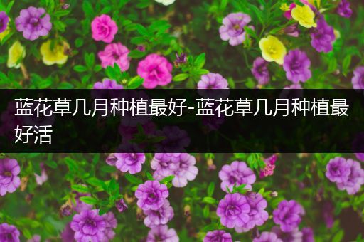 蓝花草几月种植最好-蓝花草几月种植最好活