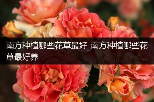 南方种植哪些花草最好_南方种植哪些花草最好养