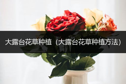 大露台花草种植（大露台花草种植方法）