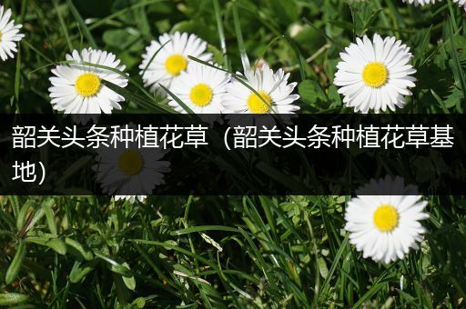 韶关头条种植花草（韶关头条种植花草基地）