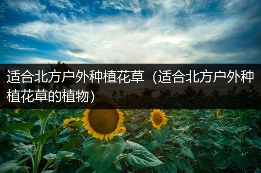 适合北方户外种植花草（适合北方户外种植花草的植物）