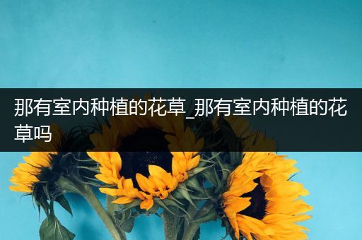那有室内种植的花草_那有室内种植的花草吗