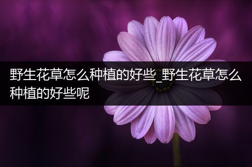 野生花草怎么种植的好些_野生花草怎么种植的好些呢