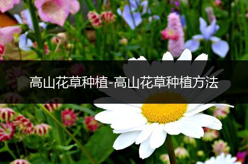 高山花草种植-高山花草种植方法